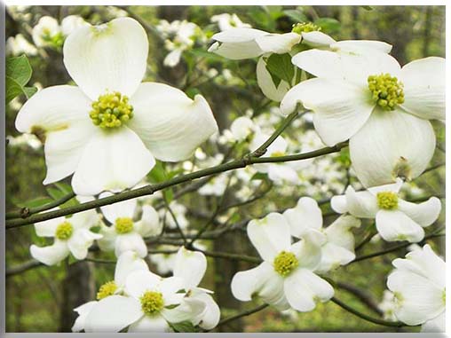 dogwood